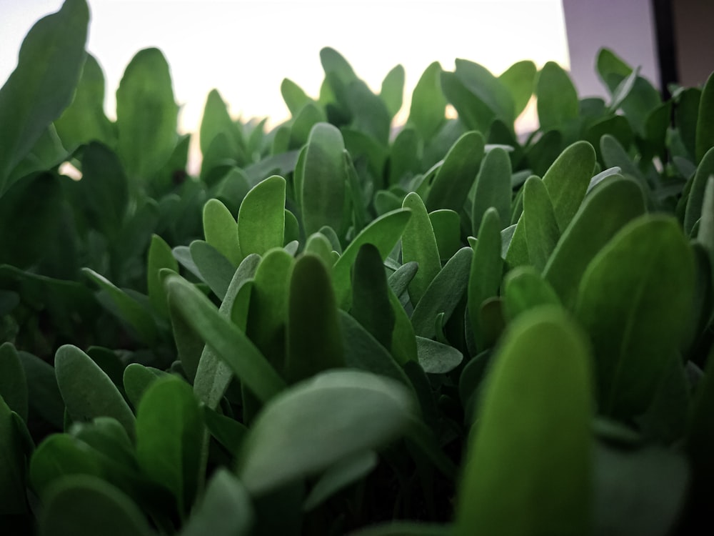 a close up of a bunch of green plants