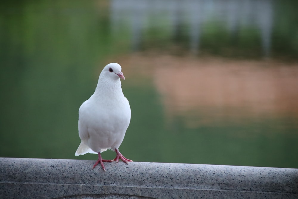 a white bird standing on a ledge next to a body of water