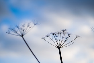 a close up of a plant with a sky in the background