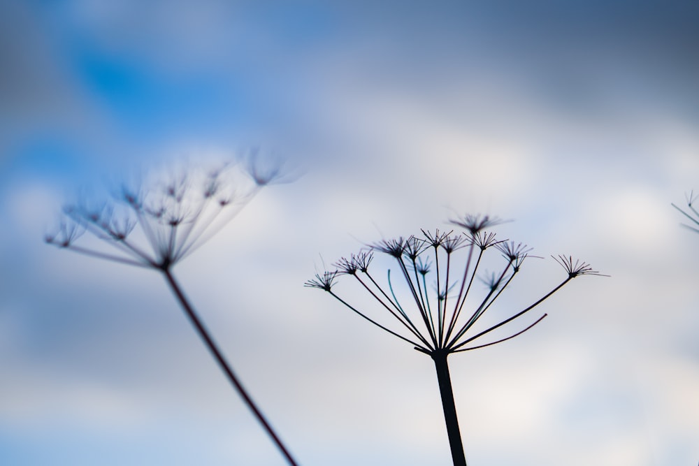 a close up of a plant with a sky in the background