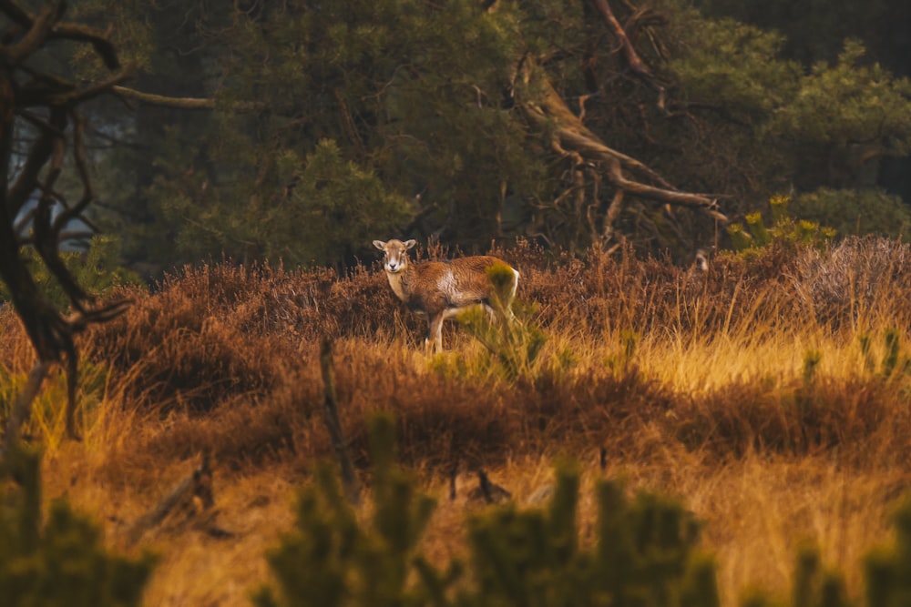 a deer standing in the middle of a field