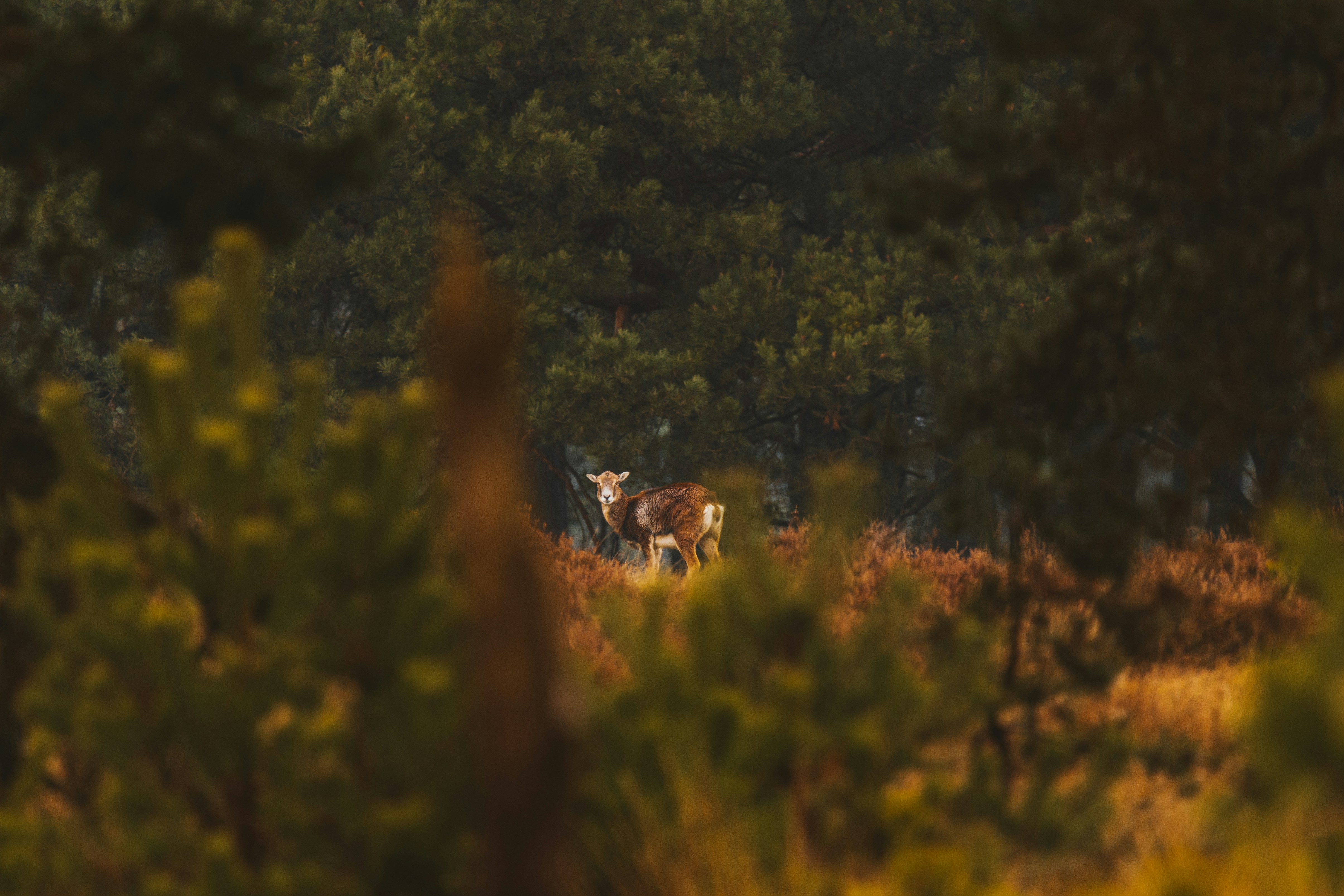 a couple of animals that are standing in the grass