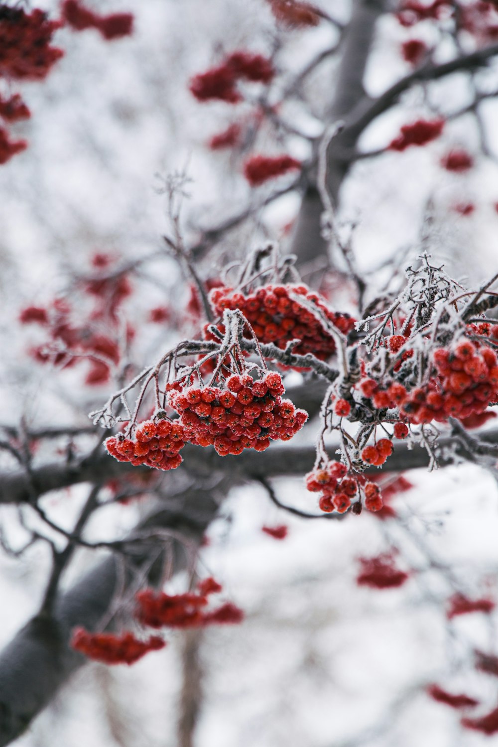 a tree with some red berries on it