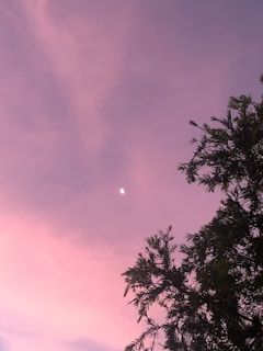 A serene wolf howling gently at a celestial full moon surrounded by pink and purple mist.