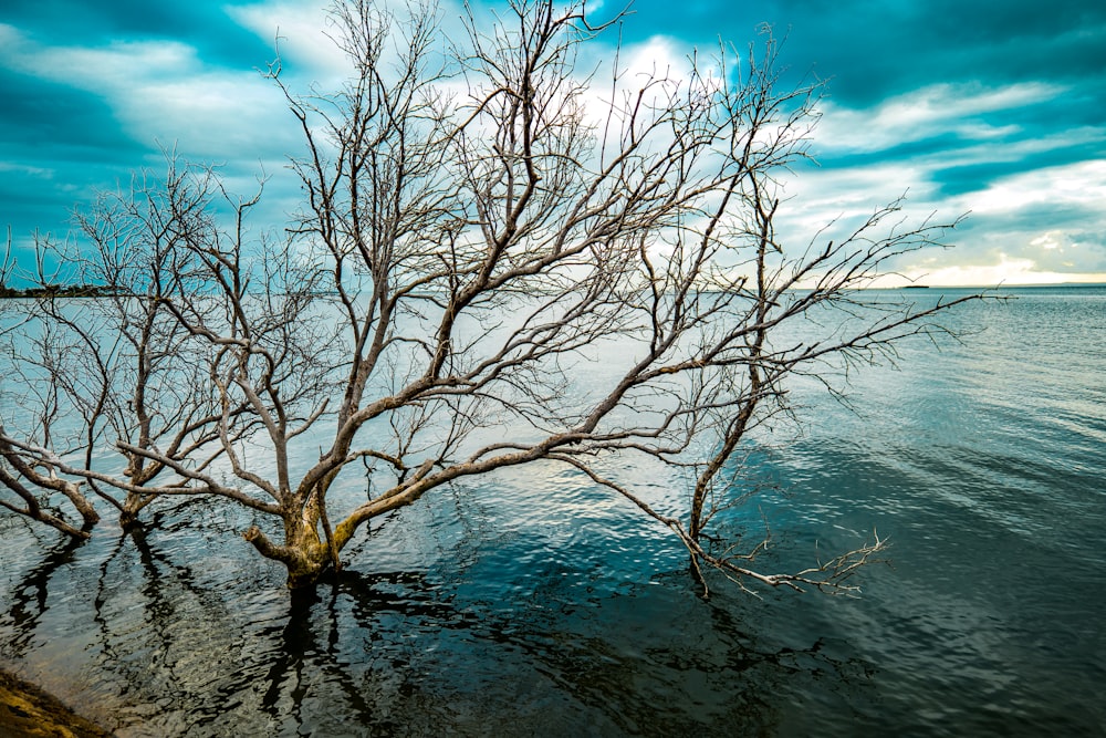 a dead tree in the middle of a lake