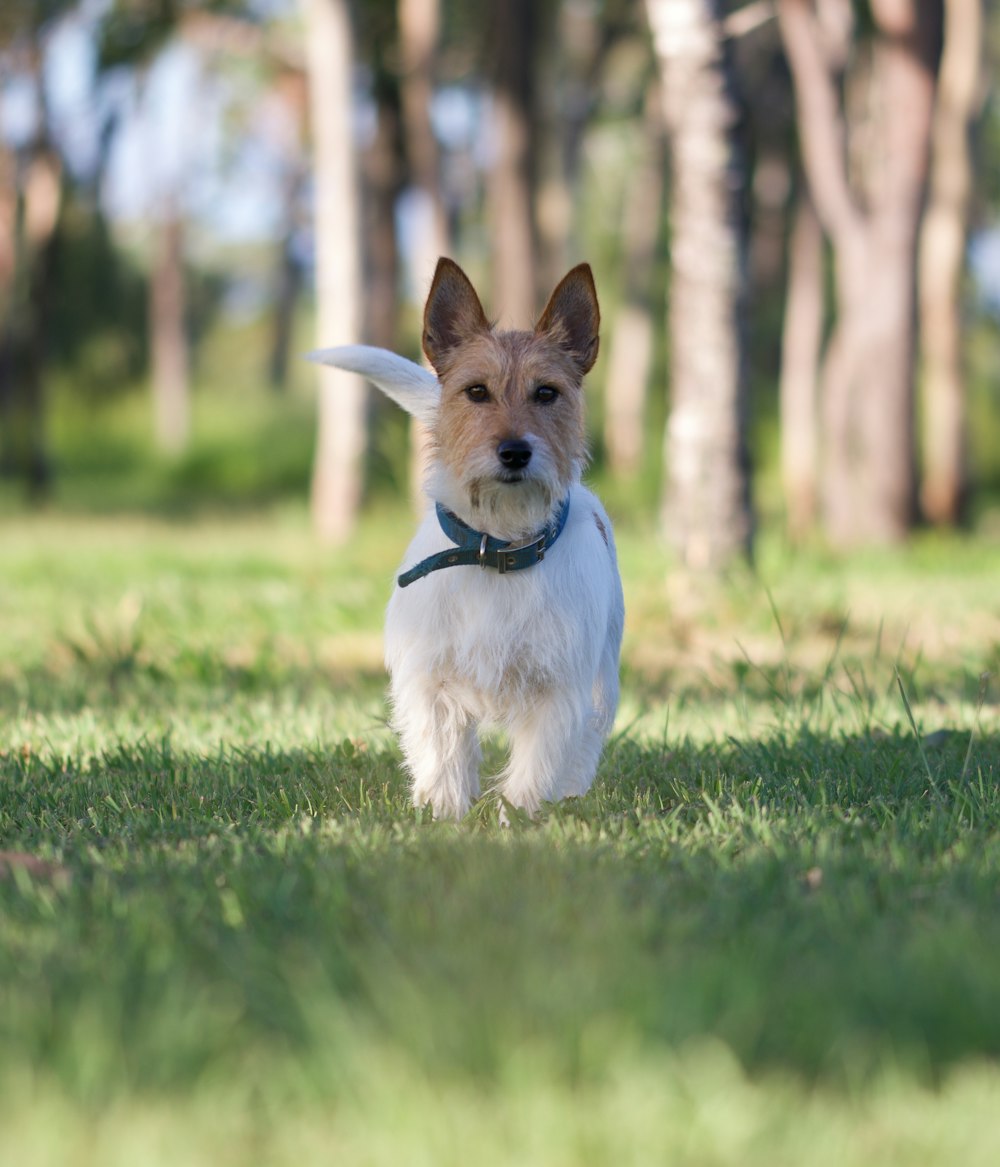 a small white and brown dog walking across a lush green field
