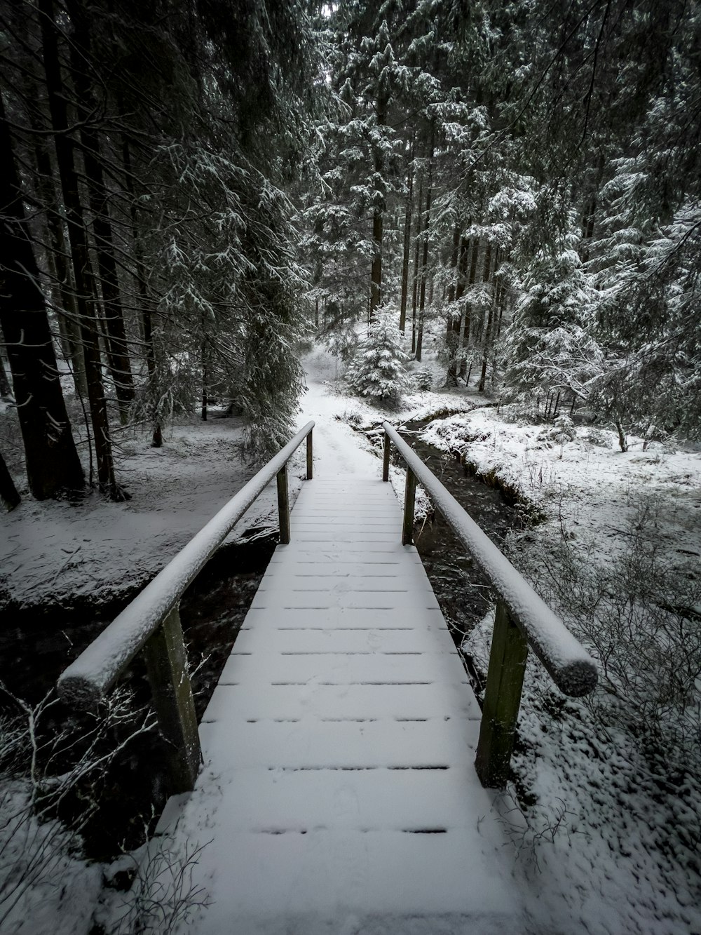 ein verschneiter Weg in einem Wald mit Bäumen