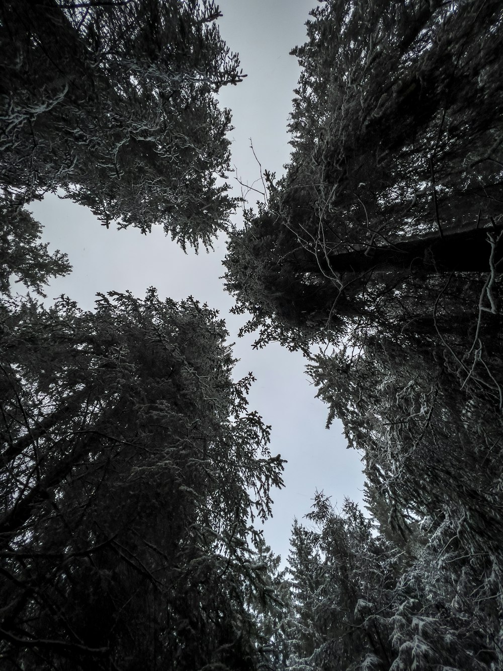 a group of trees that are standing in the snow