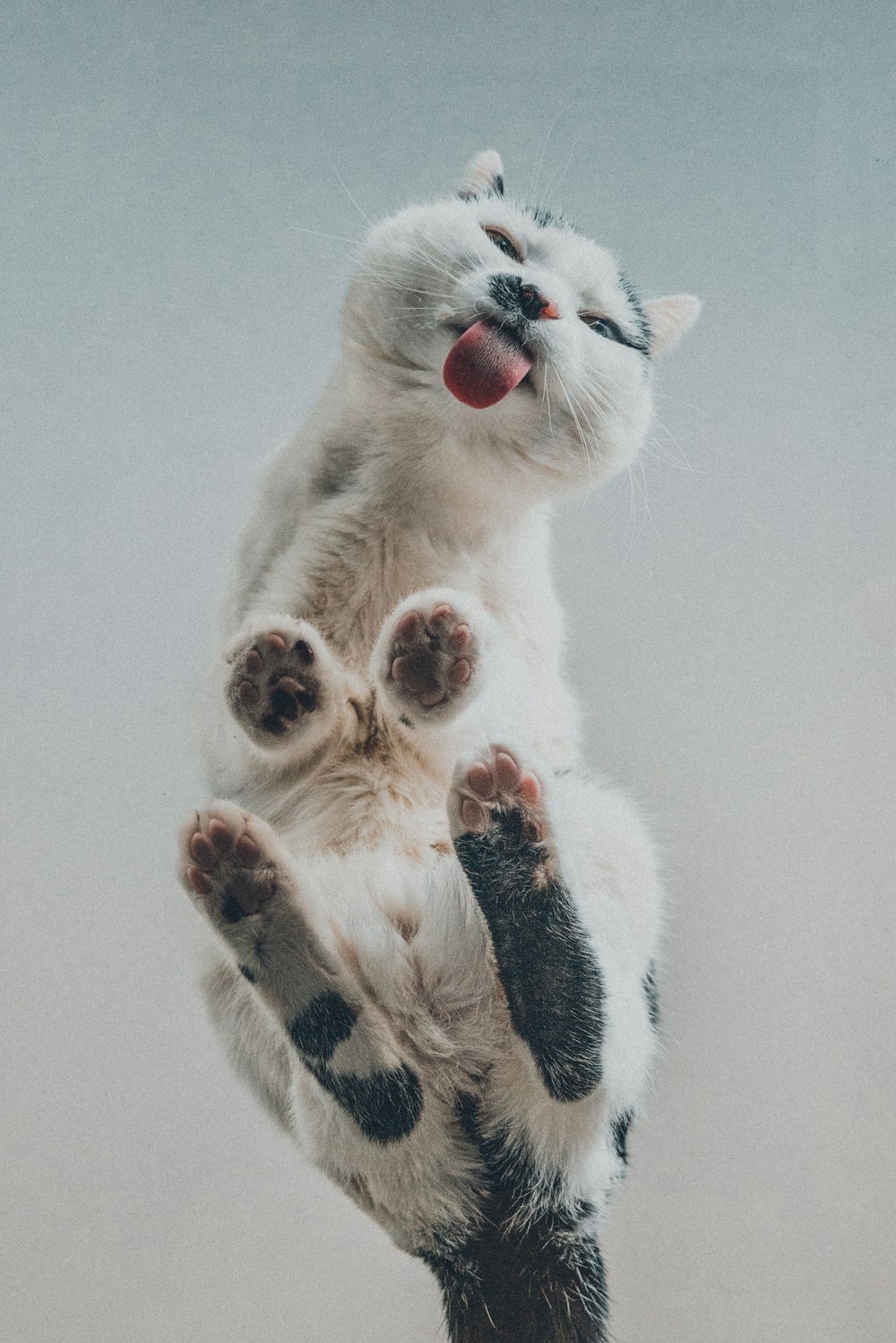 a white and black cat standing on its hind legs