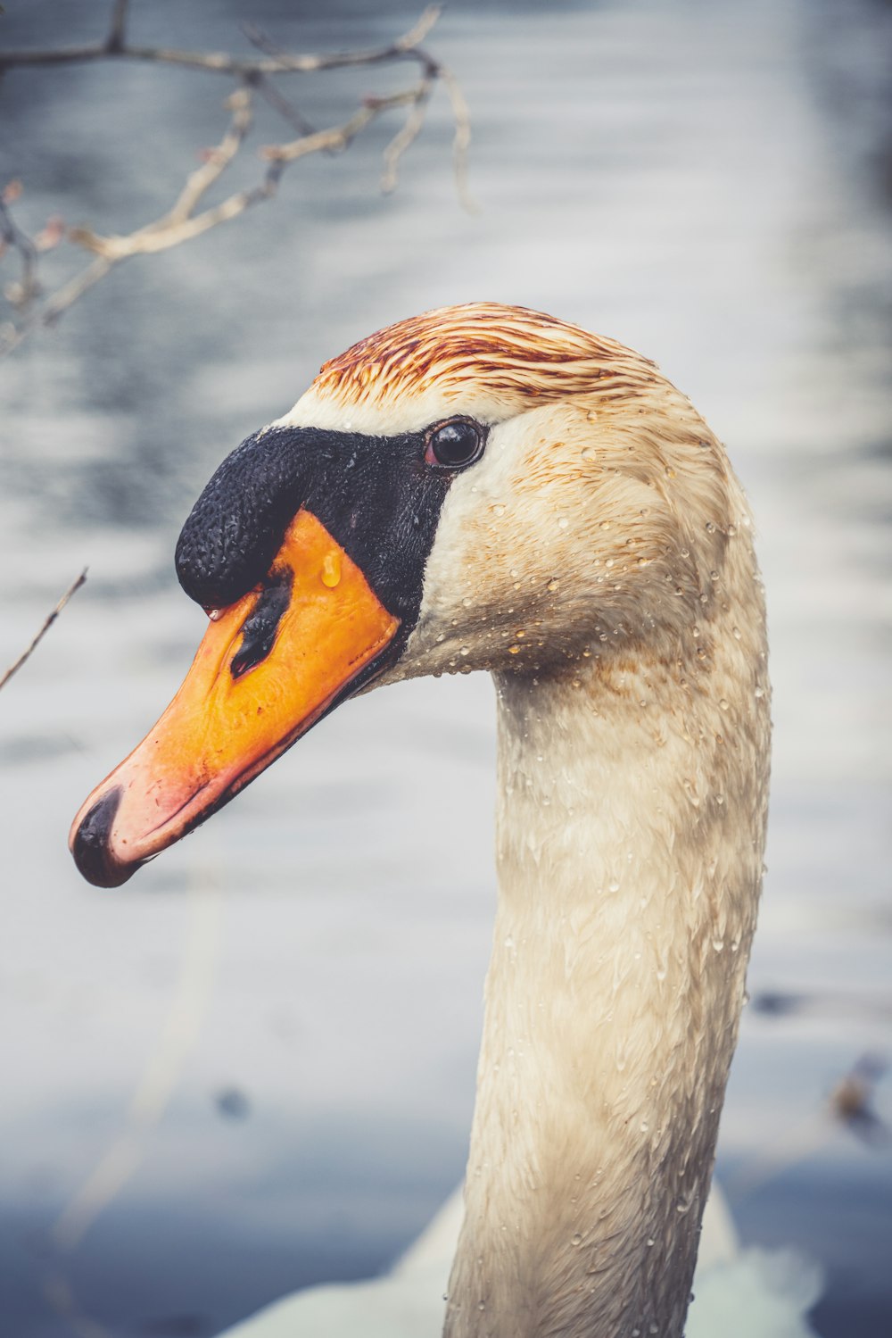 a close up of a duck near a body of water