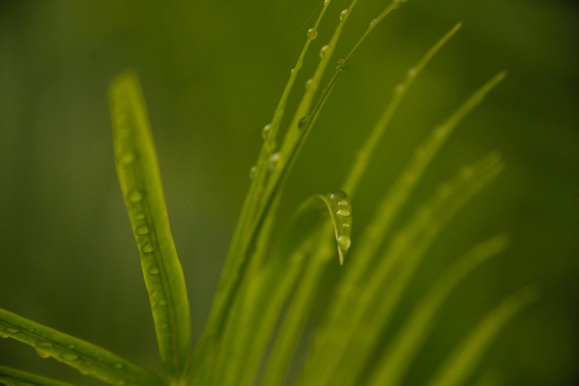 a green plant with water drops on it