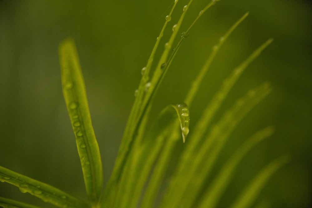 a green plant with water drops on it