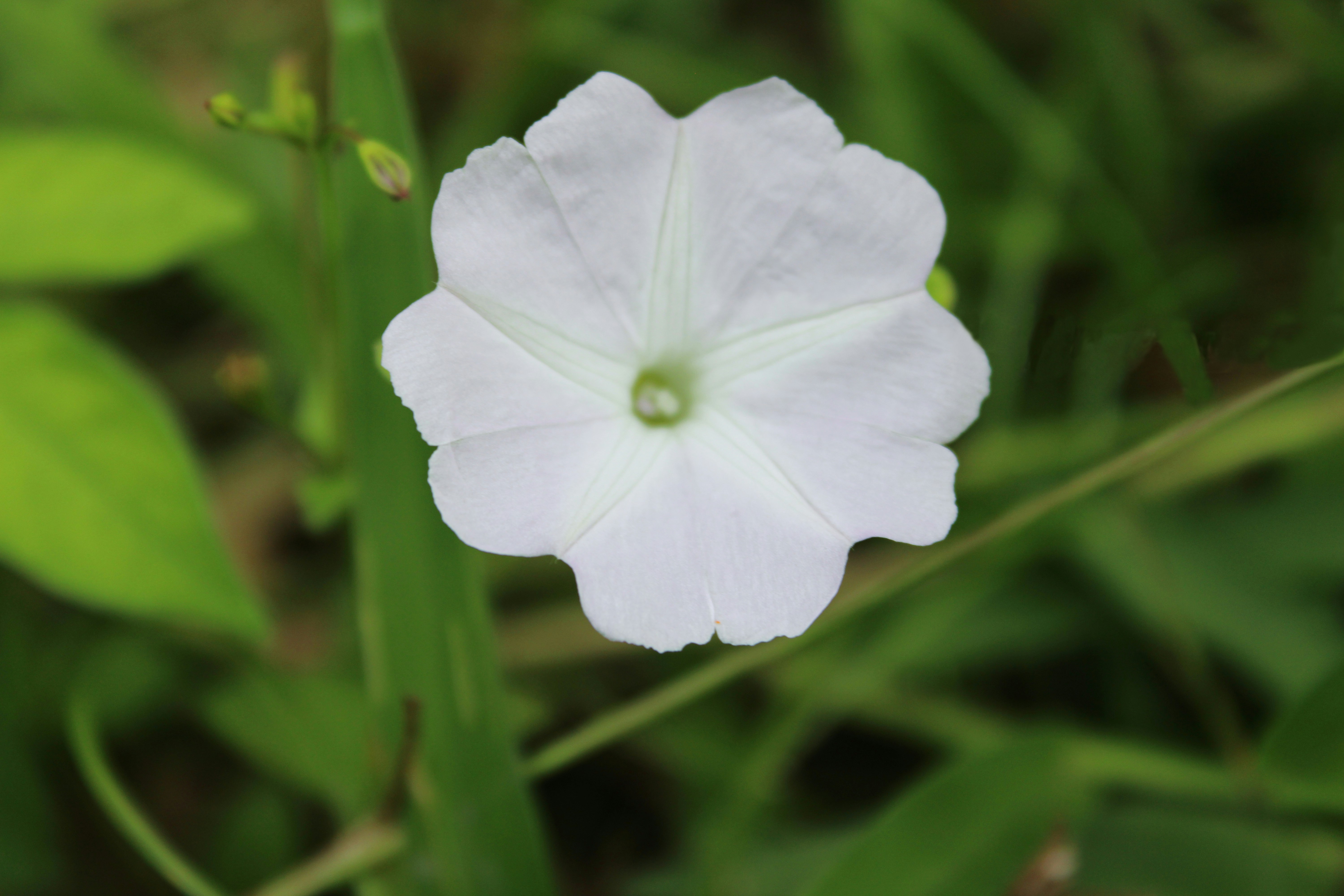 Photo by sifat_niloy