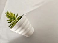 a white vase with a green plant in it