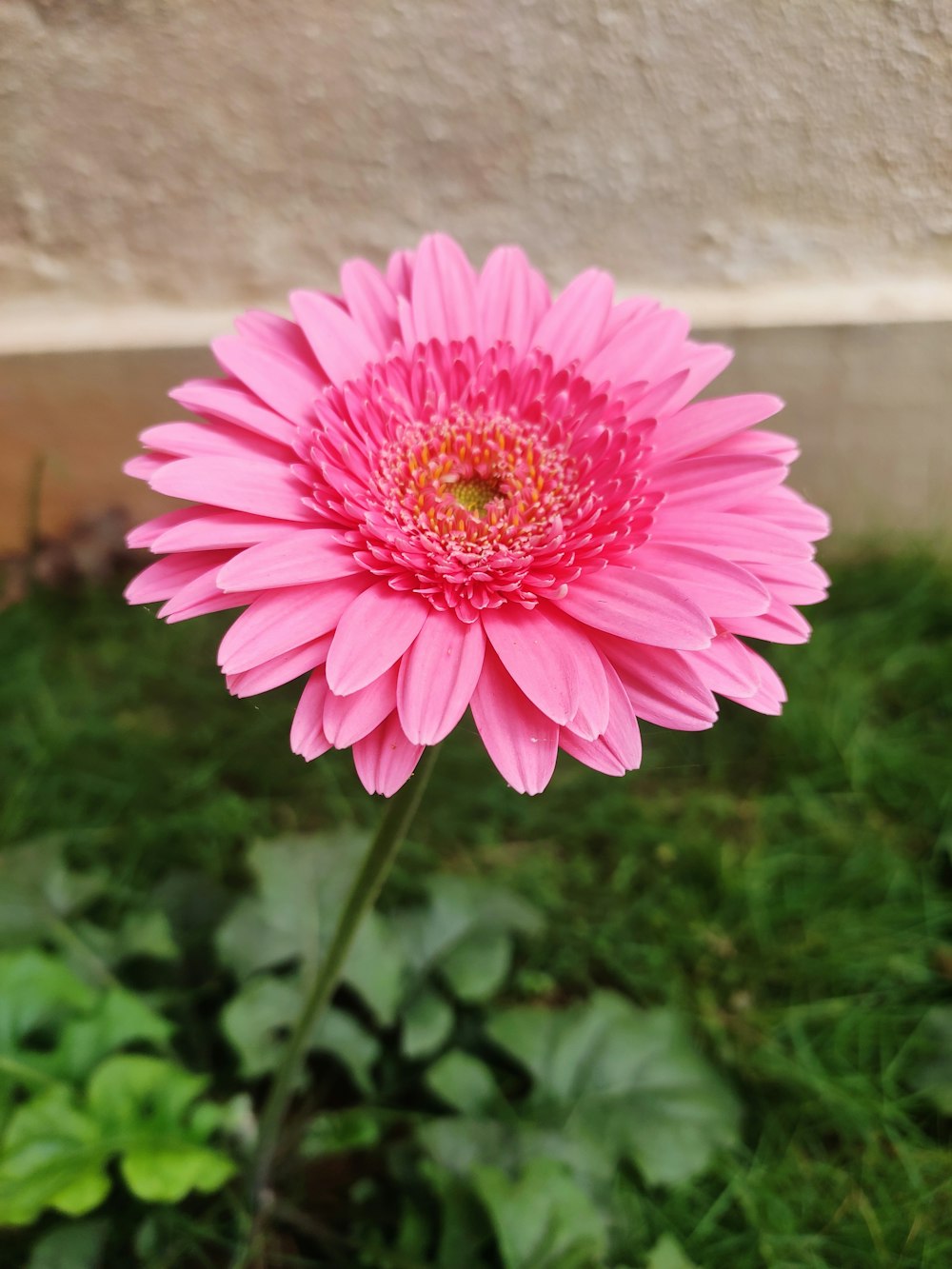 a large pink flower sitting in the grass