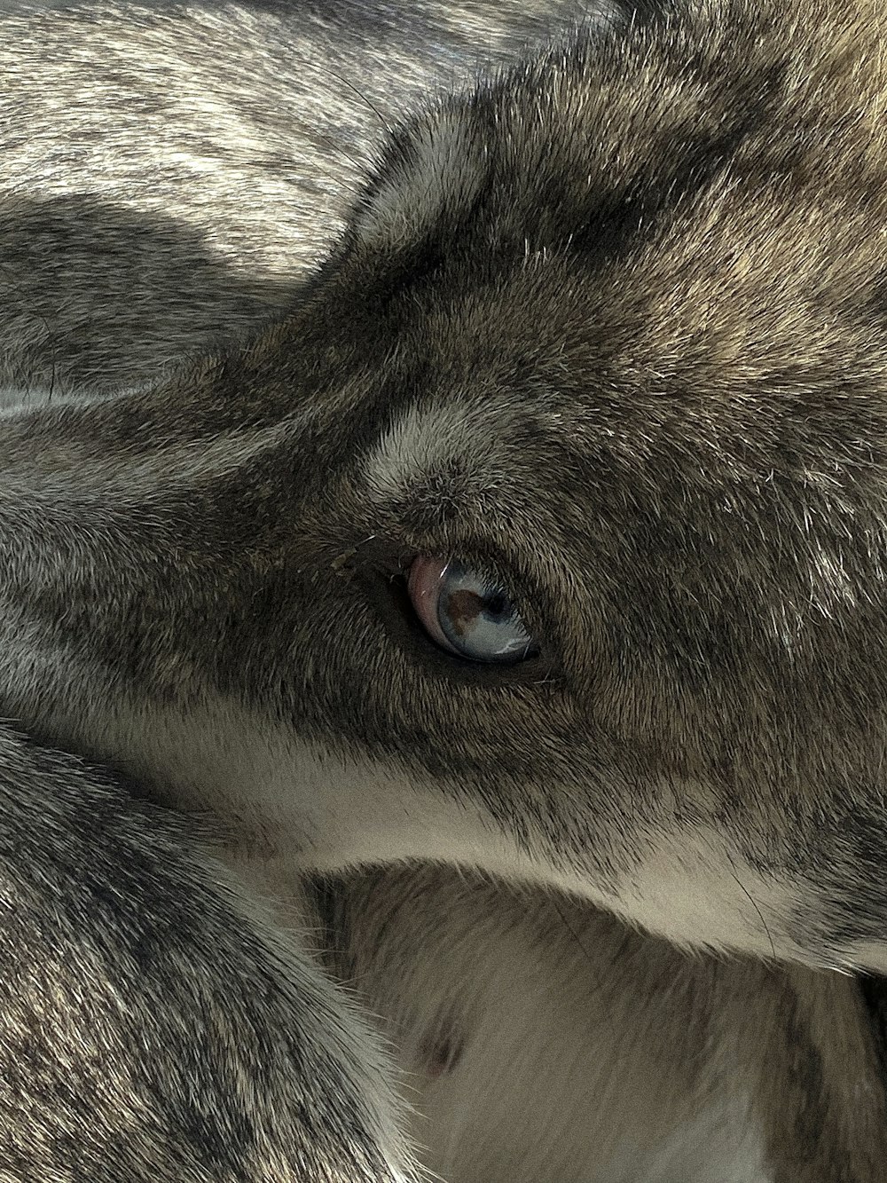 a close up of a dog's face with a blurry background