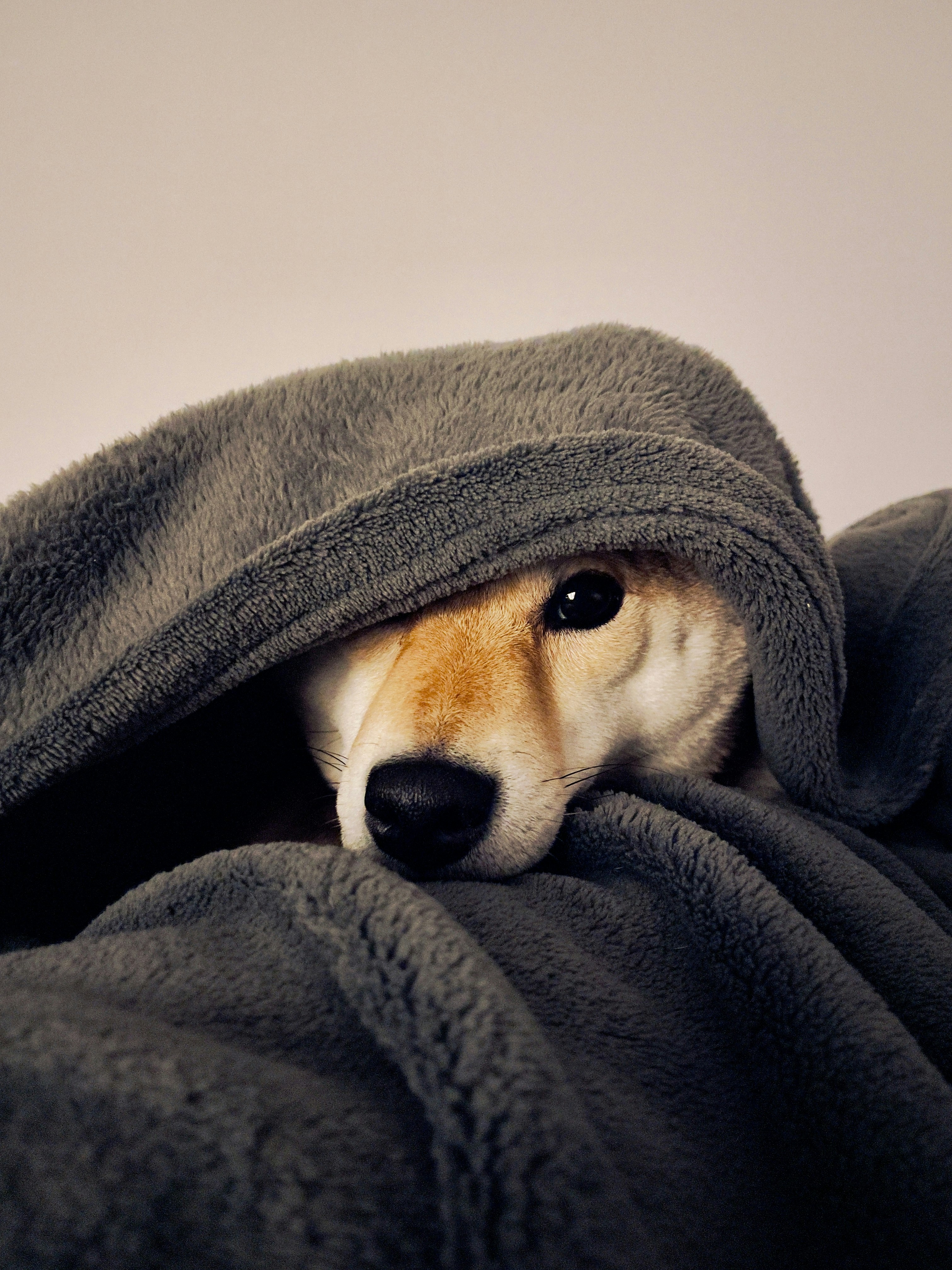 Why Dogs Need Blankets