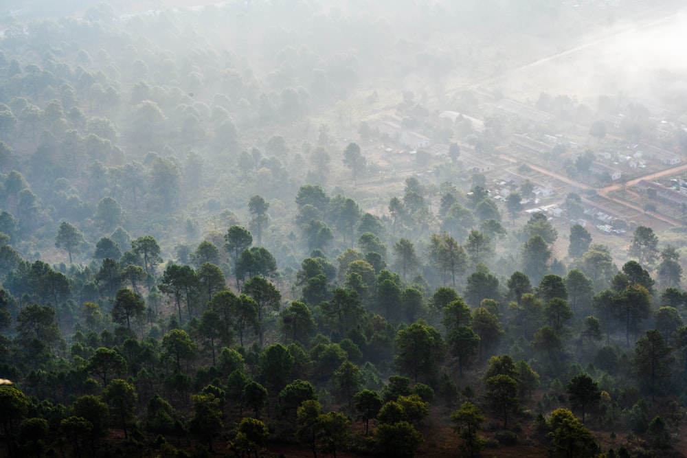 an aerial view of a forest in the fog