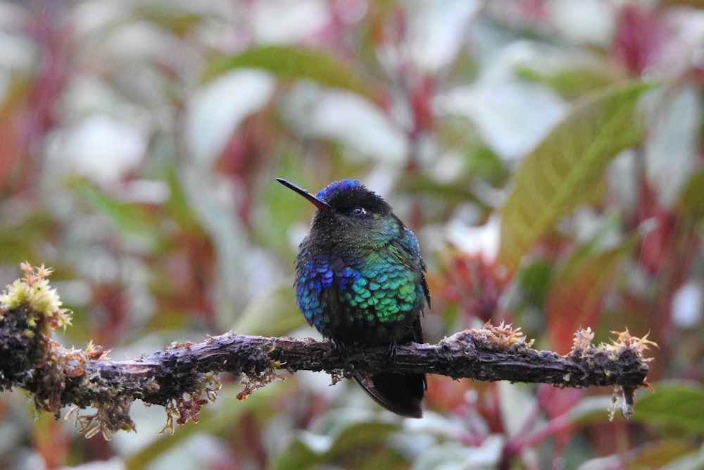 Un uccello colorato seduto su un ramo in un albero