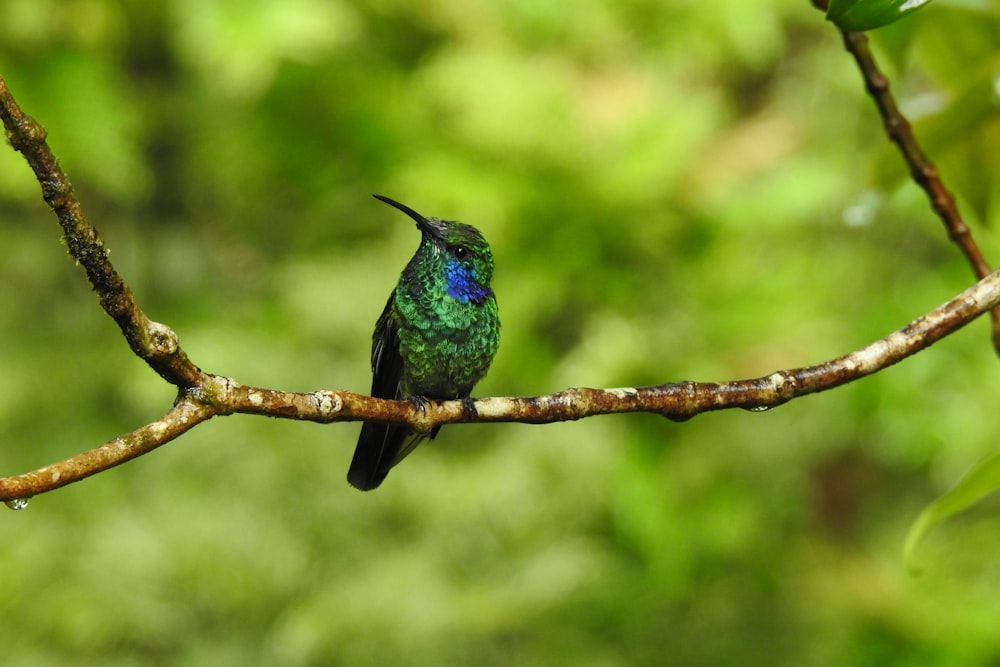 a small green and blue bird sitting on a branch