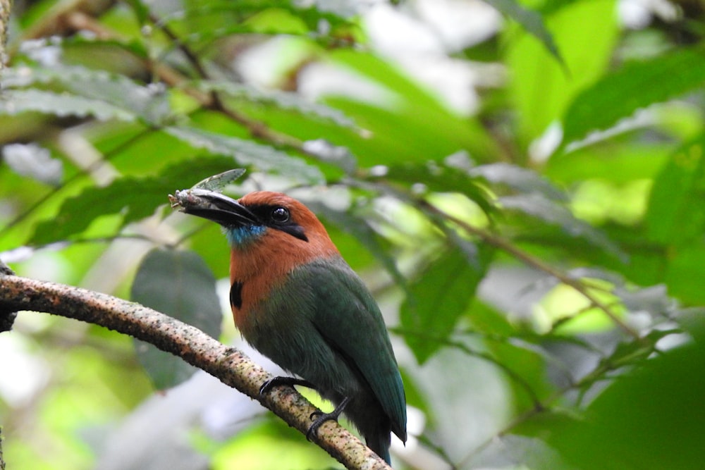 a colorful bird perched on a tree branch