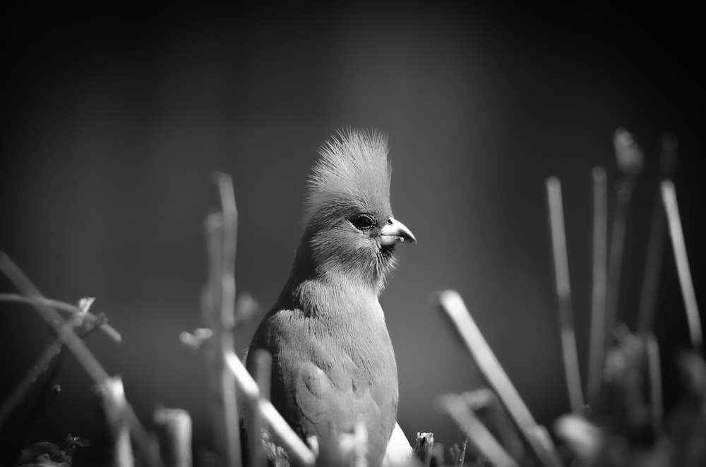 a black and white photo of a bird in the grass