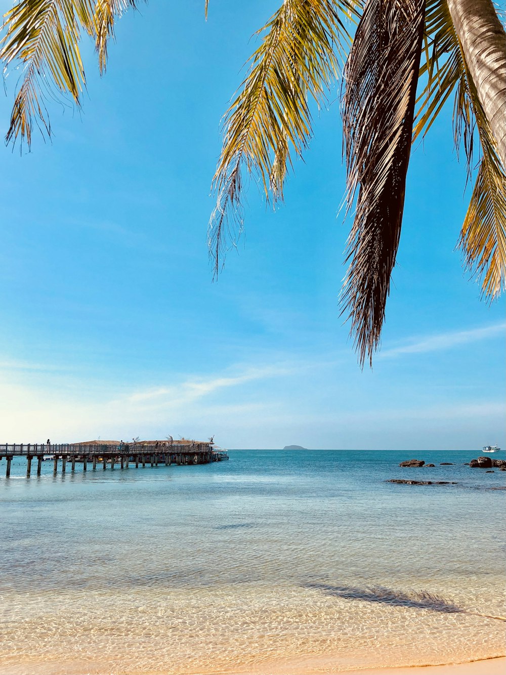 a beach with a pier and palm trees