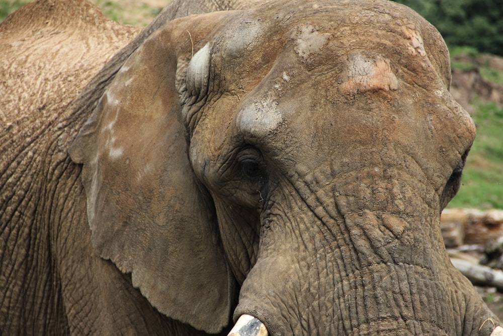 a close up of an elephant's face with a hill in the background
