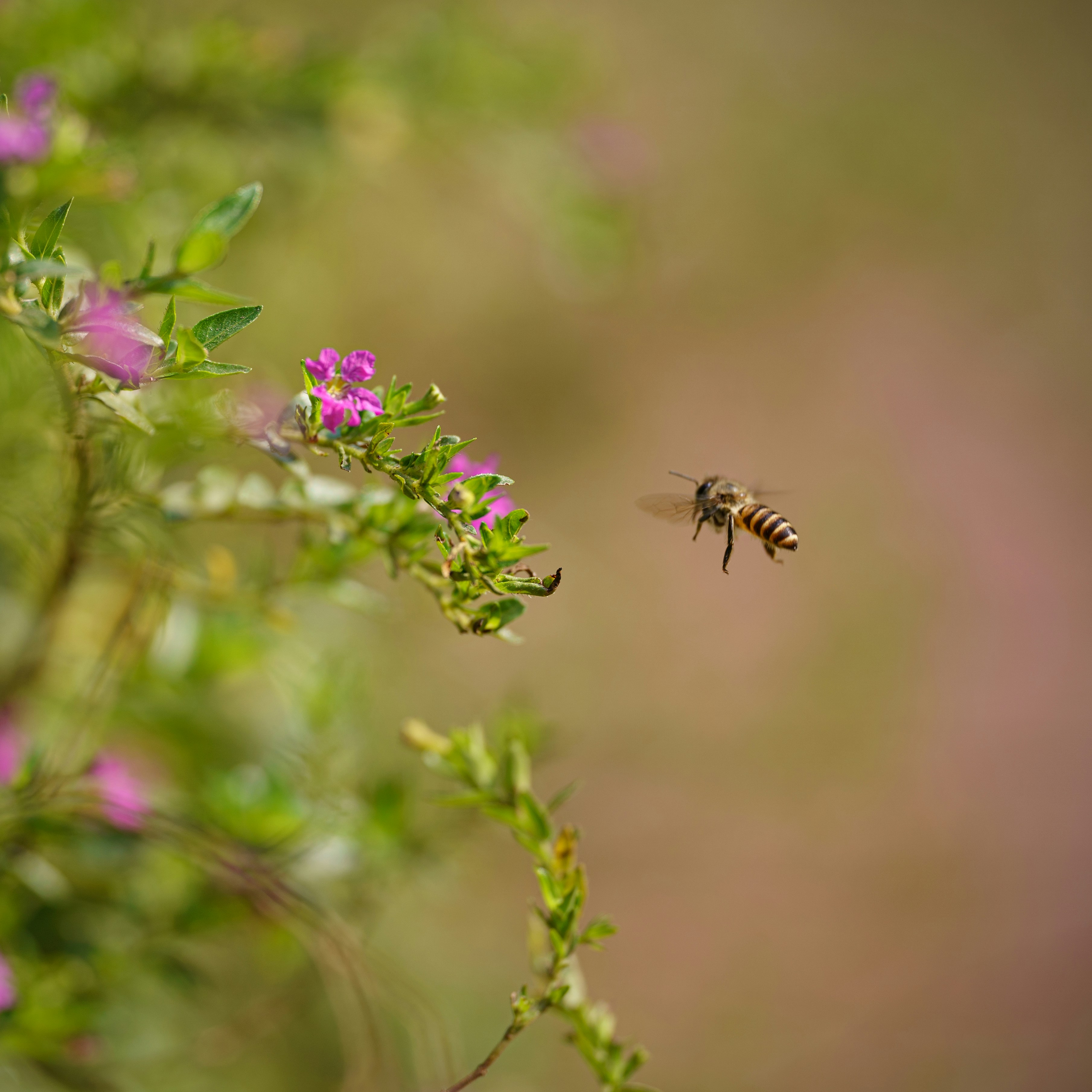 a bee flying away from a purple flower