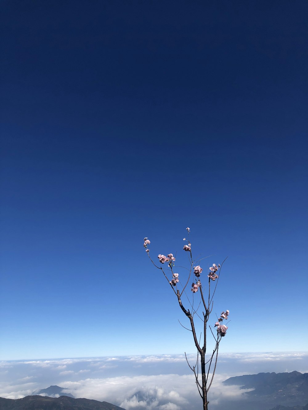 a lone tree on top of a mountain