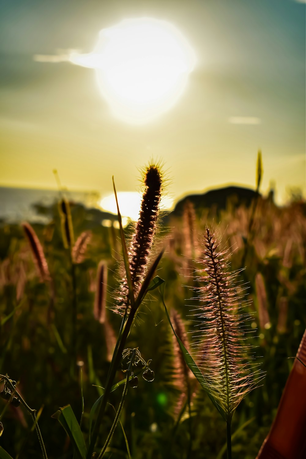 the sun is setting over a field of tall grass