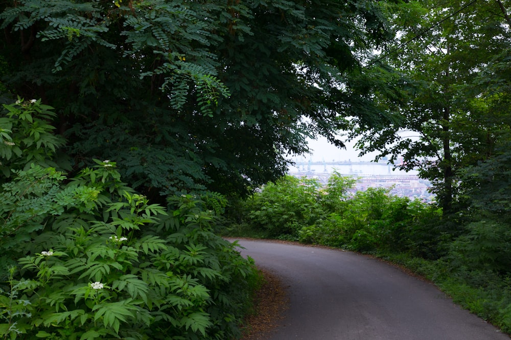 a paved road surrounded by trees and bushes