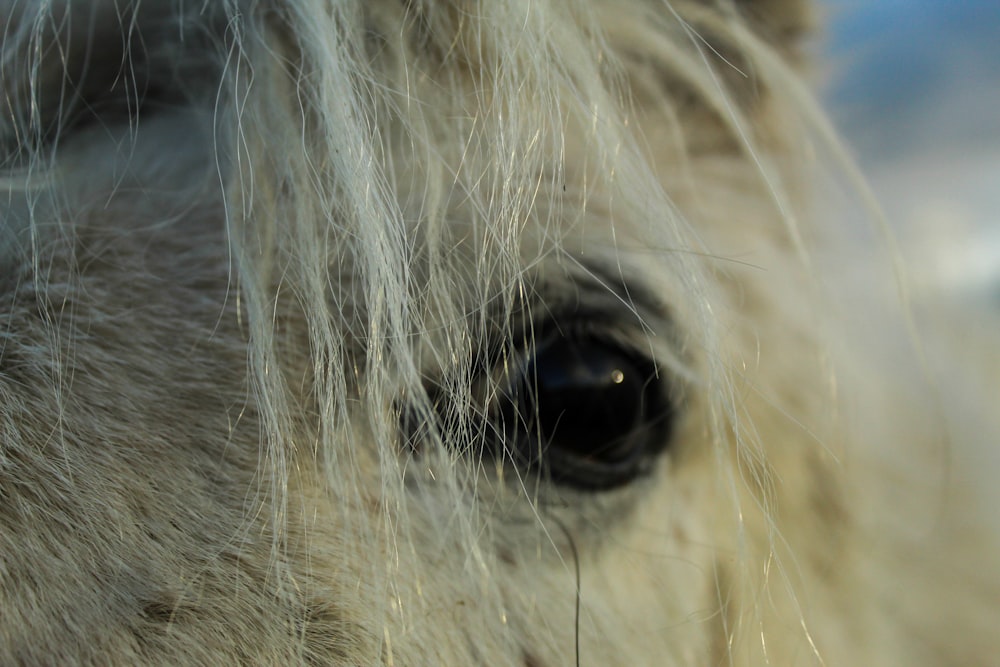 a close up of a white horse's eye