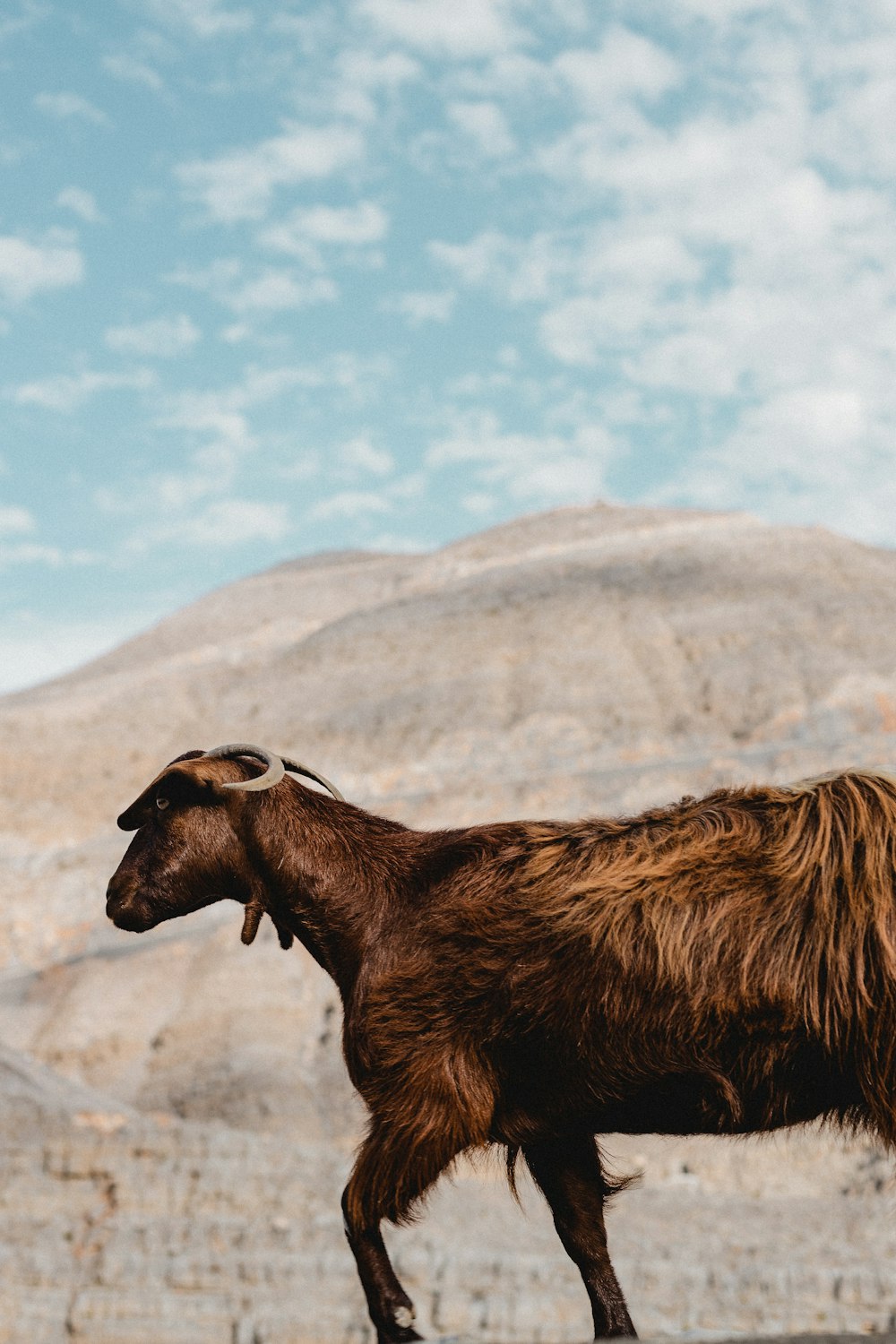 a brown goat standing on top of a dry grass field