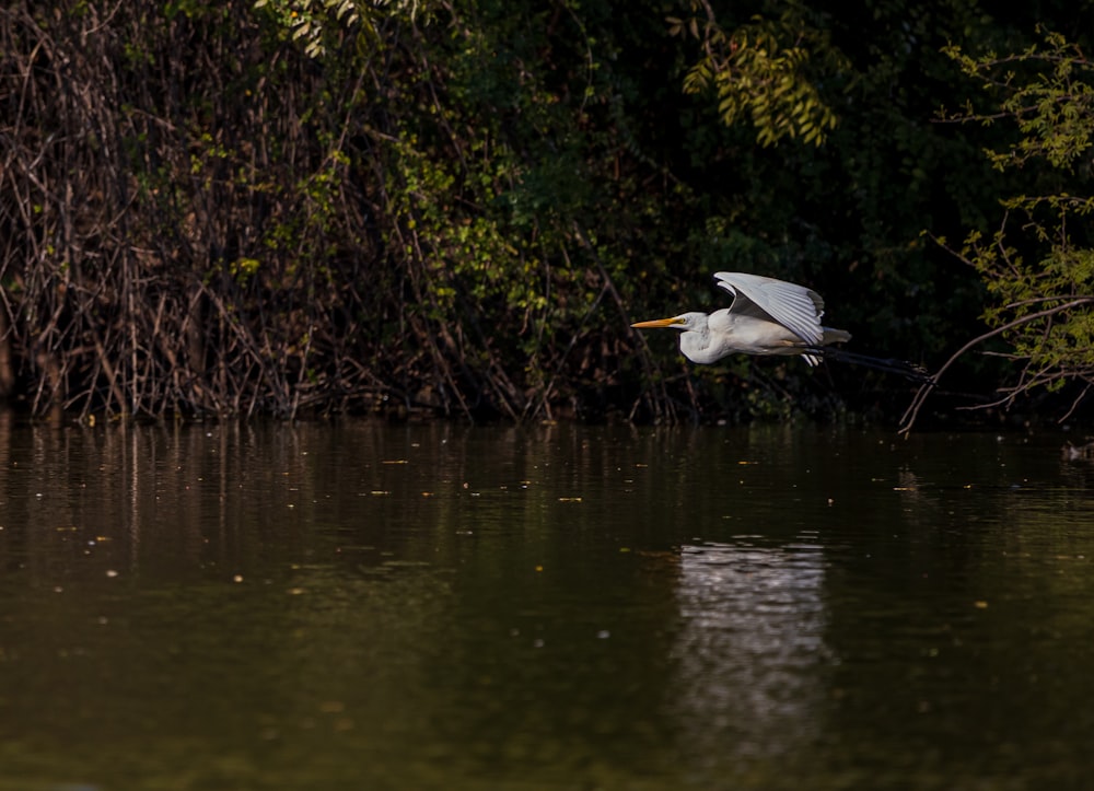 a white bird flying over a body of water