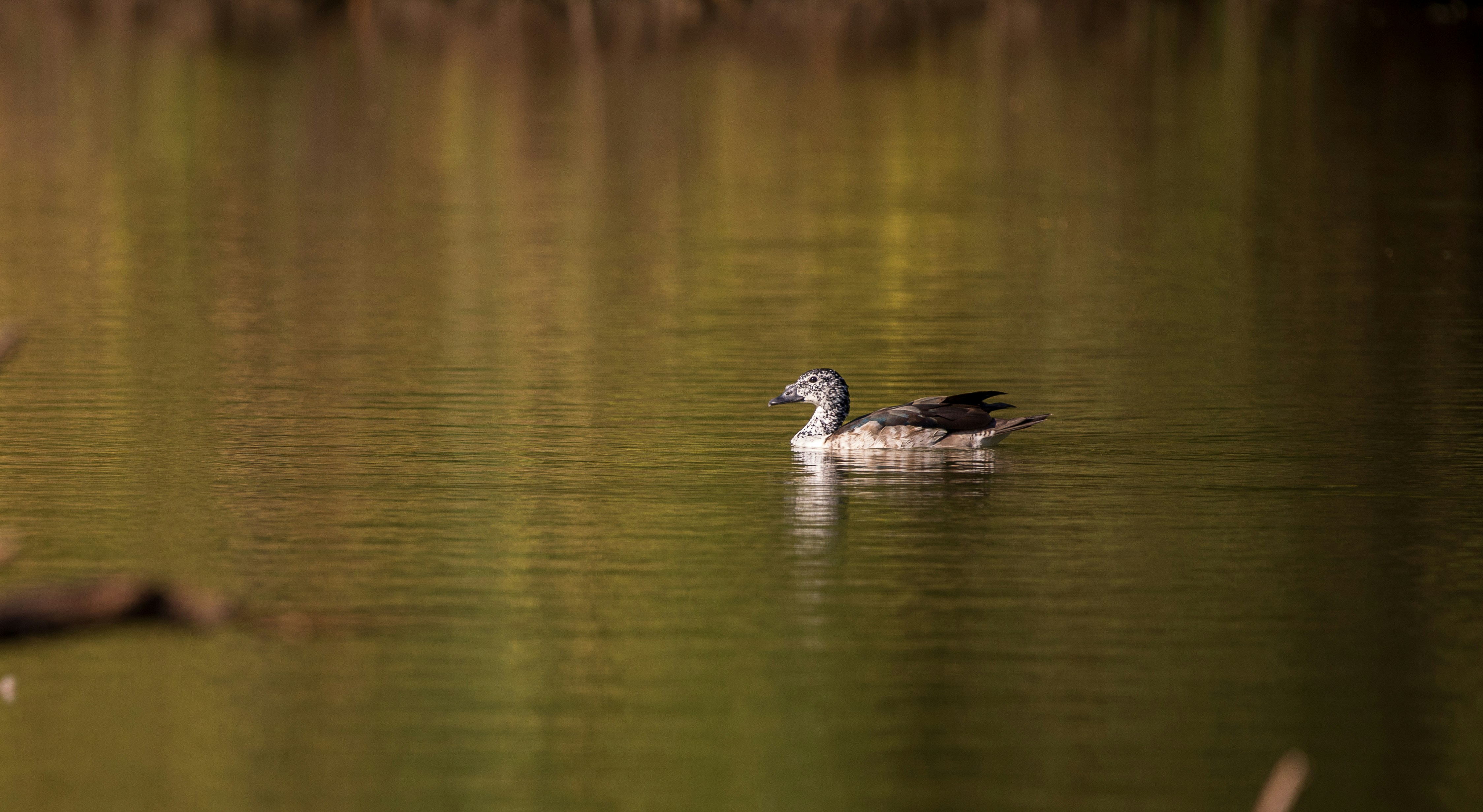 The Economics of Conservation: Funding Wildlife Research Through Innovation (image credits: unsplash)