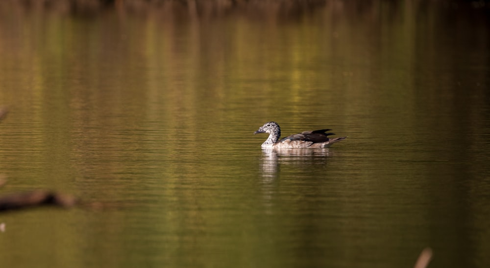 a duck floating on top of a body of water