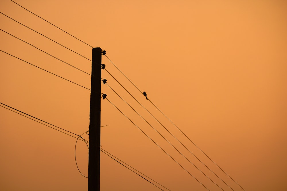 a couple of birds sitting on top of power lines