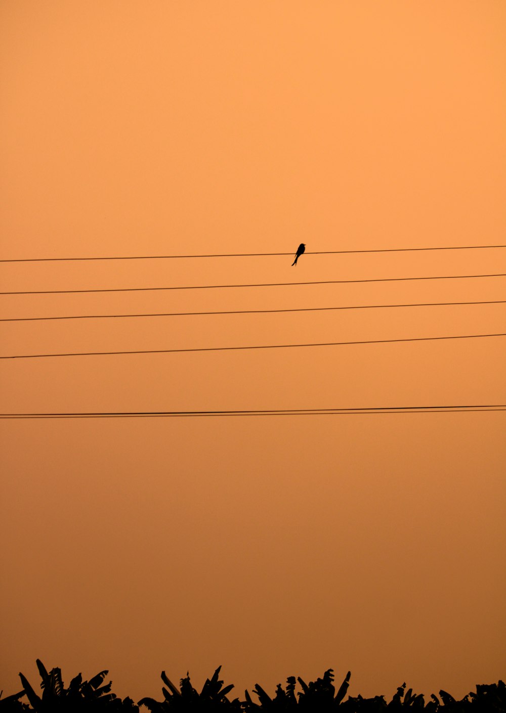 a bird is sitting on a wire in the sky