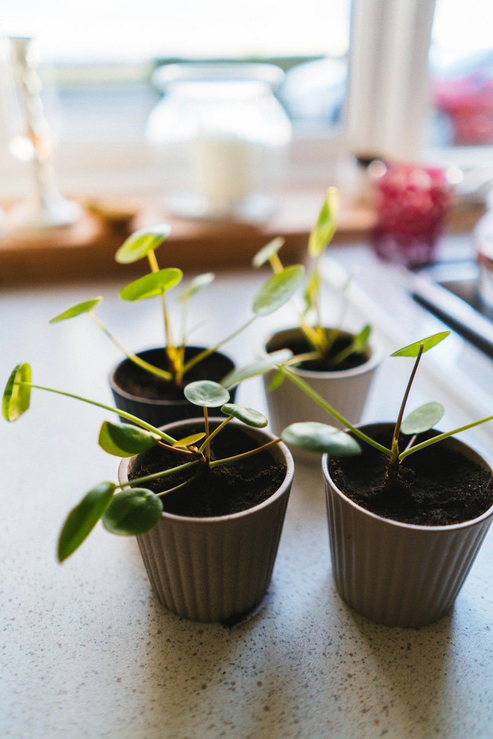 three small pots with plants growing out of them