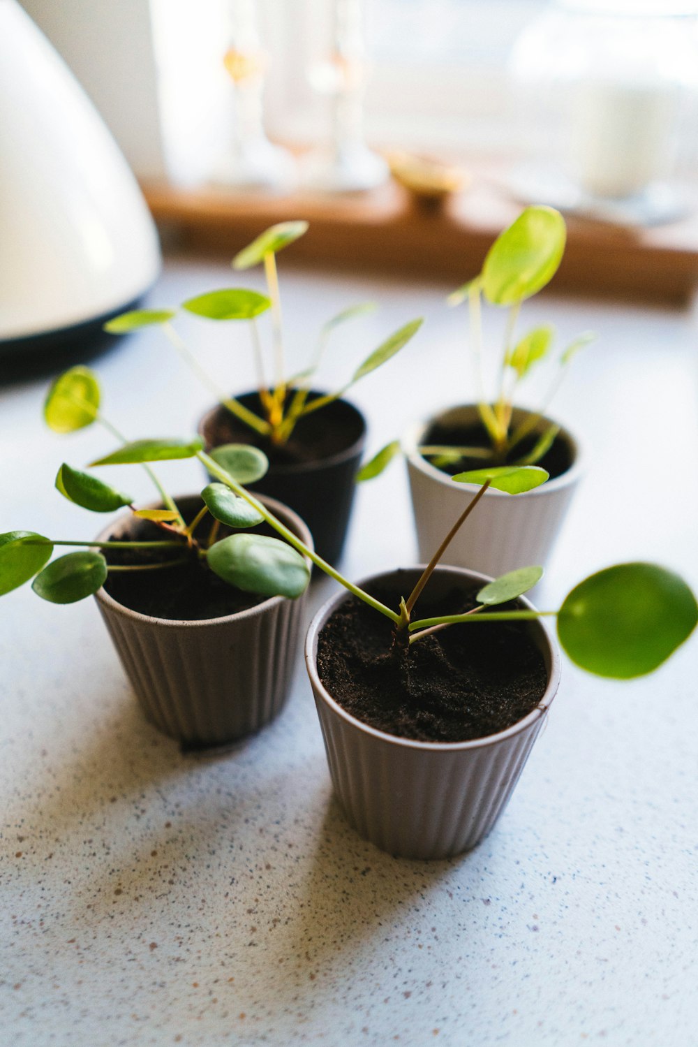 three small pots with plants growing out of them