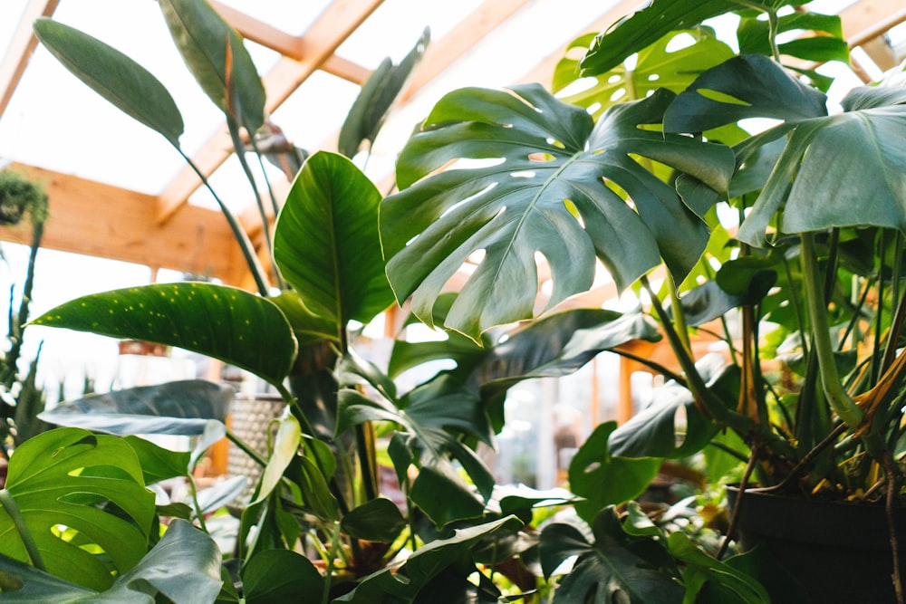 a room filled with lots of green plants