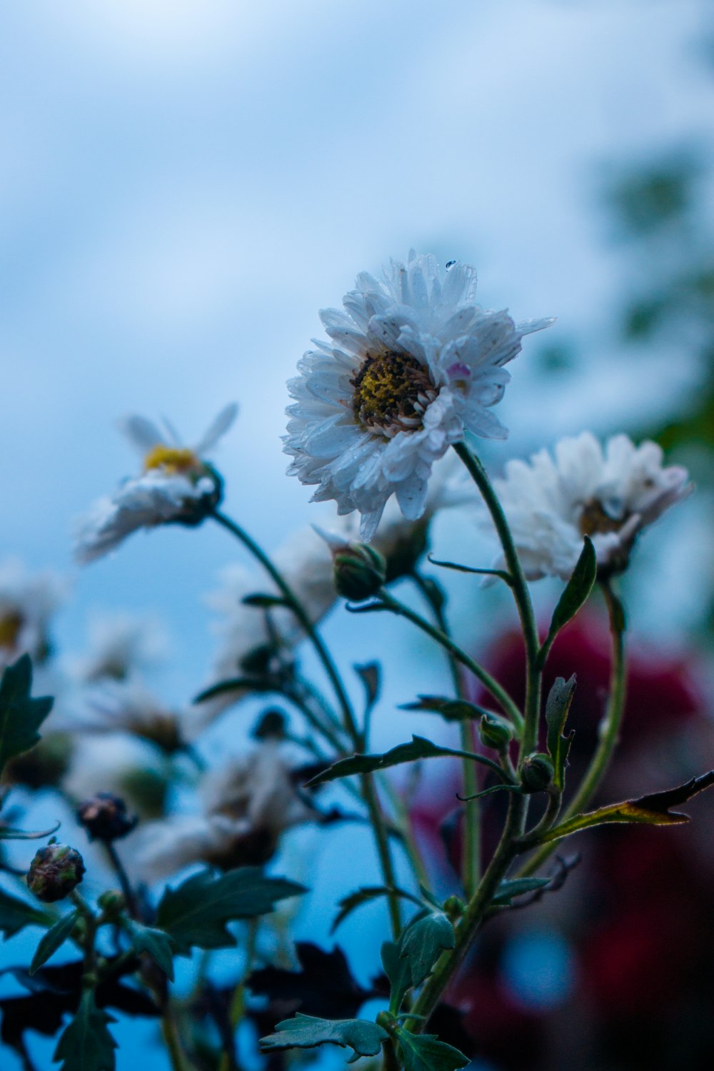 a bunch of white flowers with a blue sky in the background