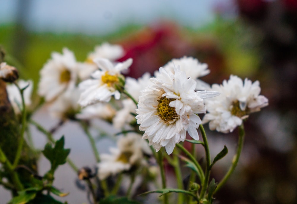 Ein Strauß weißer Blumen in einem Garten