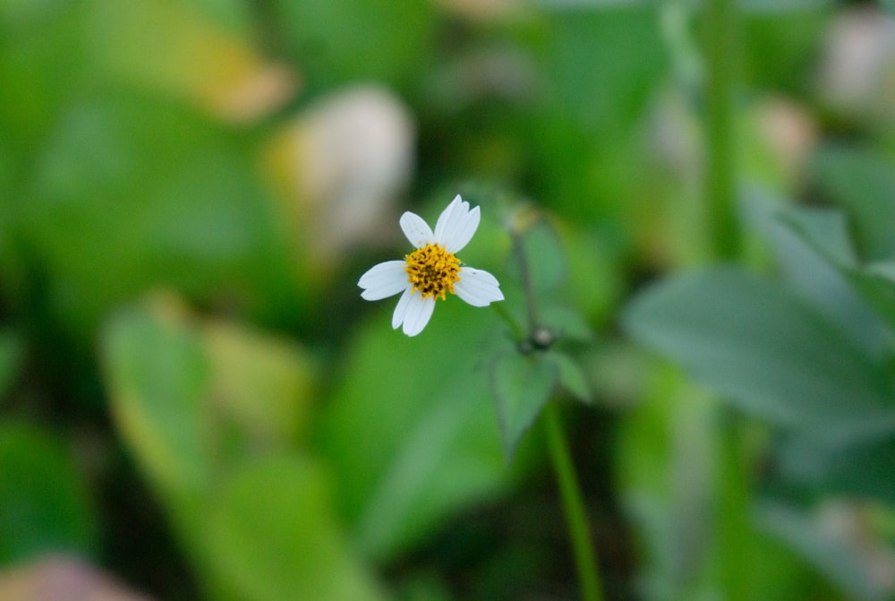 eine kleine weiße Blume mit einem gelben Zentrum