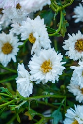 a close up of a bunch of white flowers