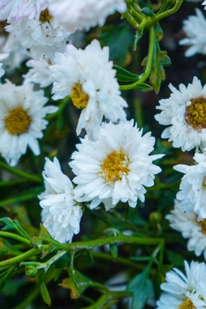 a close up of a bunch of white flowers