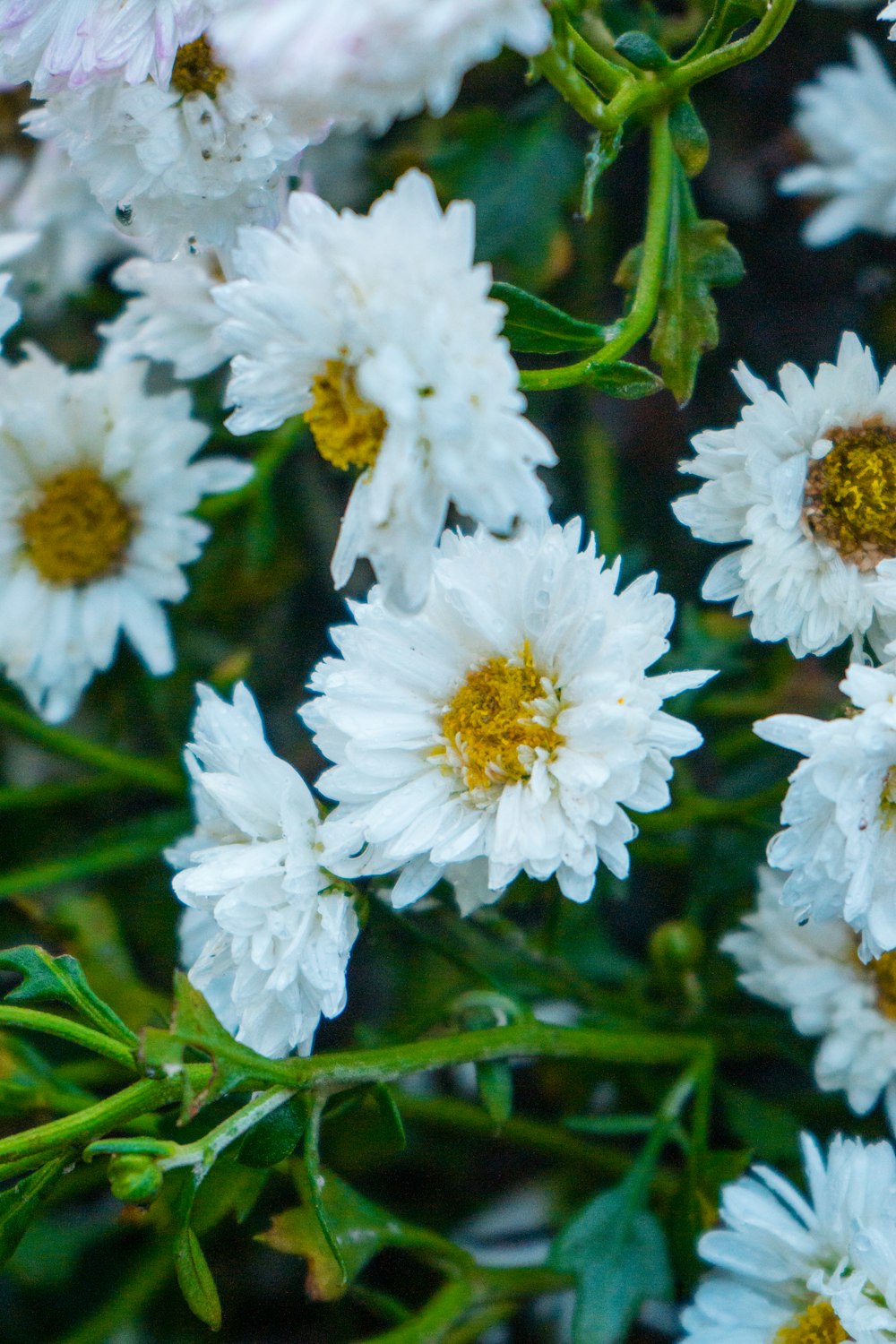 eine Nahaufnahme eines Straußes weißer Blumen