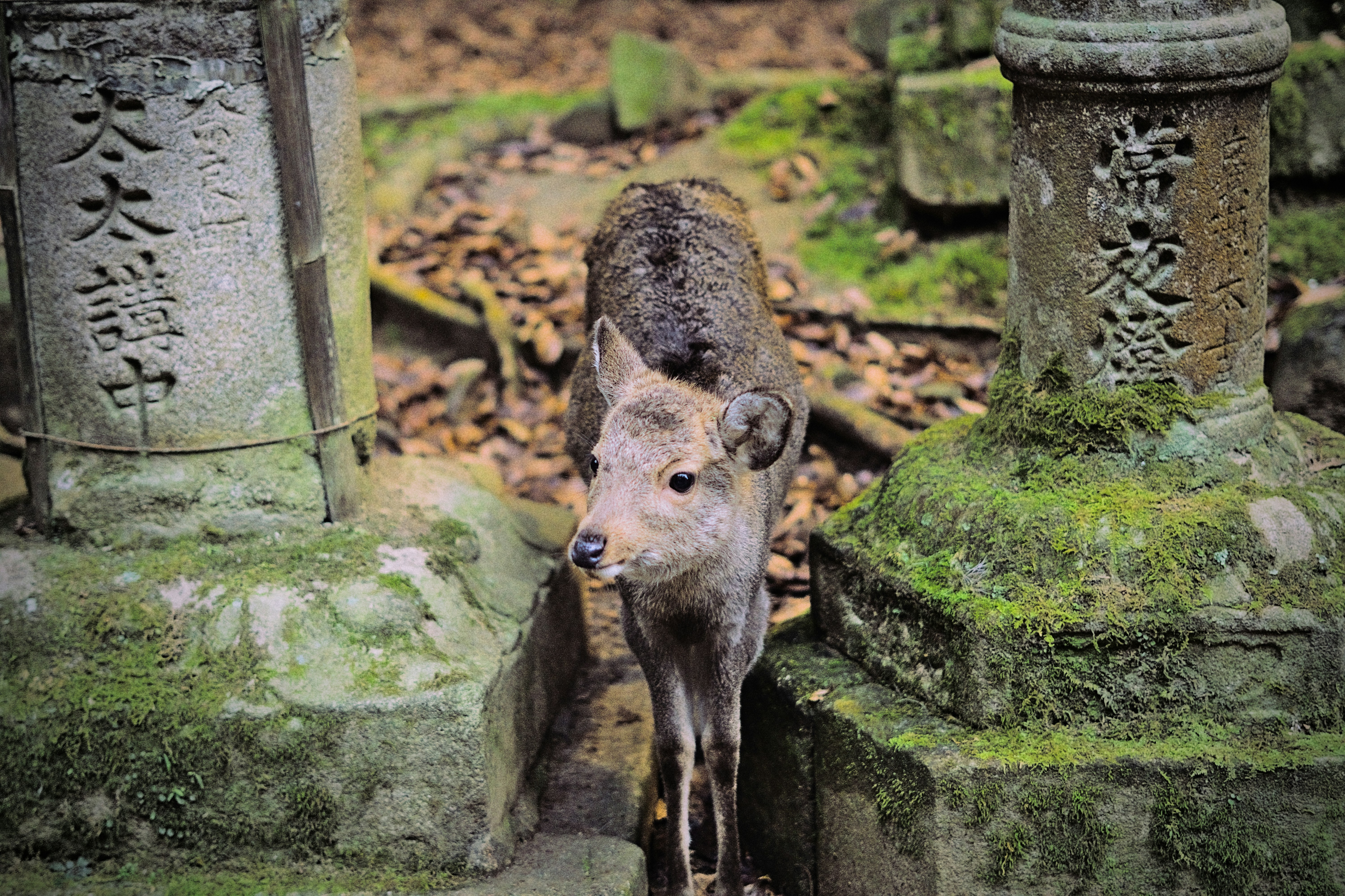 a deer standing in the middle of a forest, 