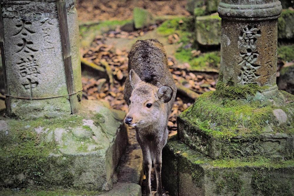 Un cervo in piedi nel mezzo di una foresta